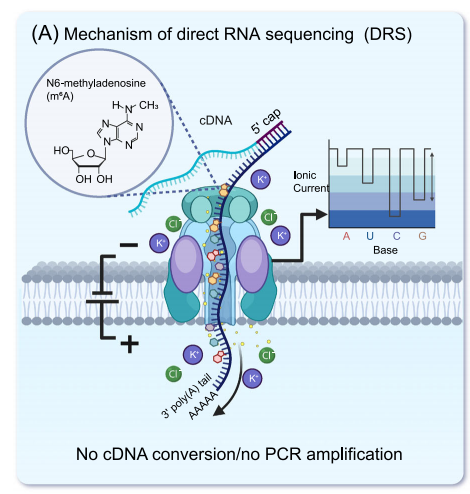Bidding Farewell to the 100-Nucleotide Blind Spot: How Direct RNA Sequencing (DRS) Reshapes RNA Modification Research with Single-Base and Multi-Modality Simultaneous Detection