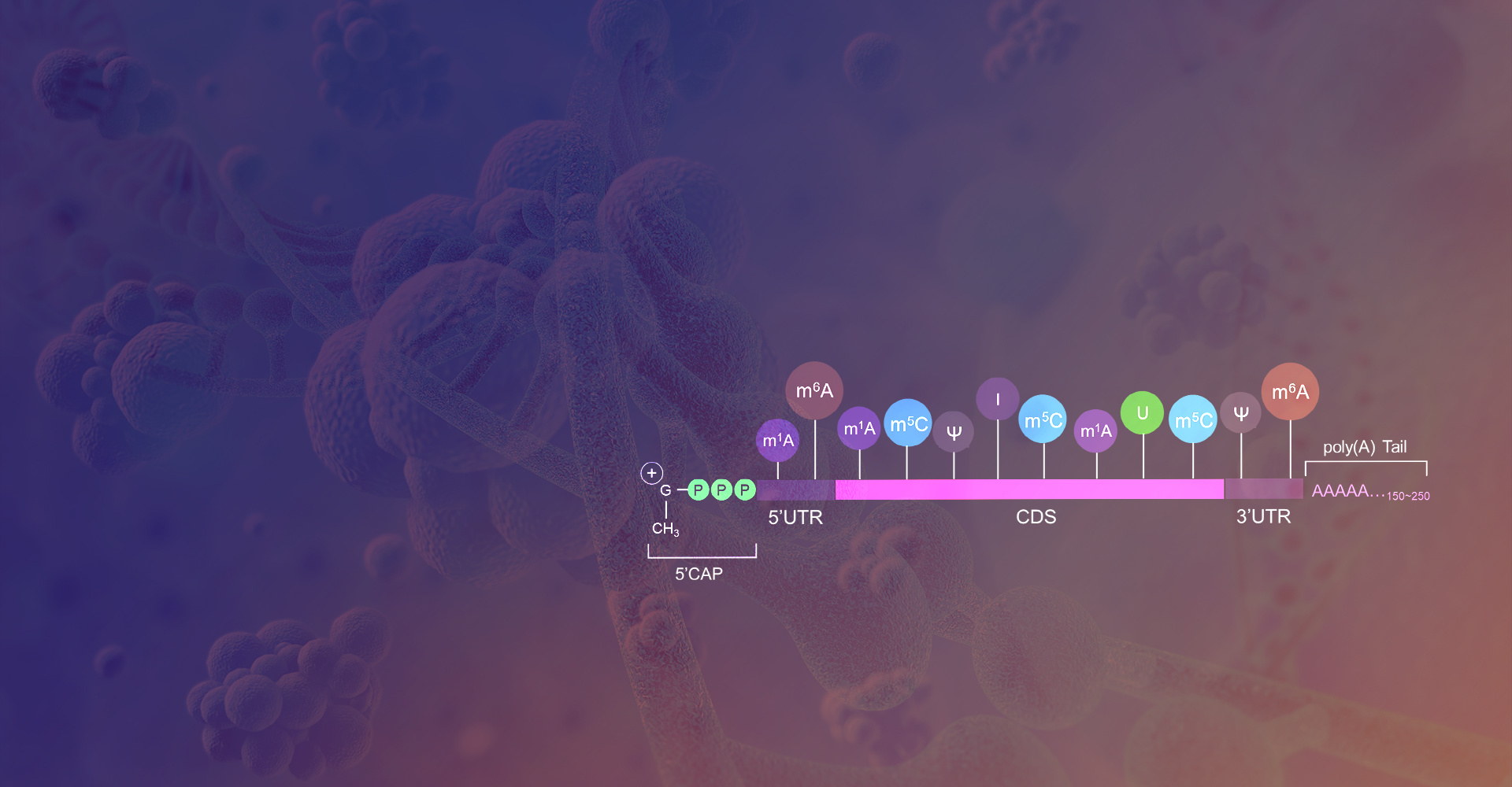 Direct RNA Sequencing