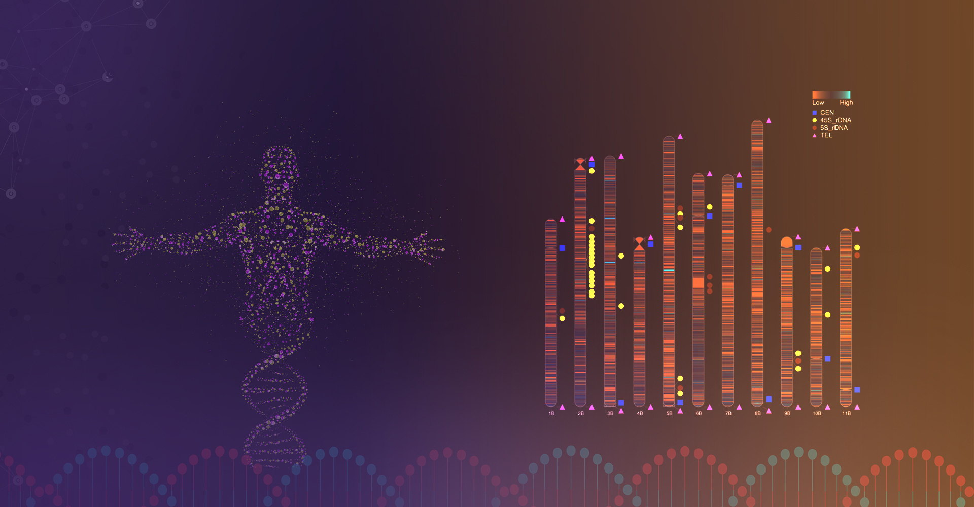 Telomere-to-Telomere Genome Assembly