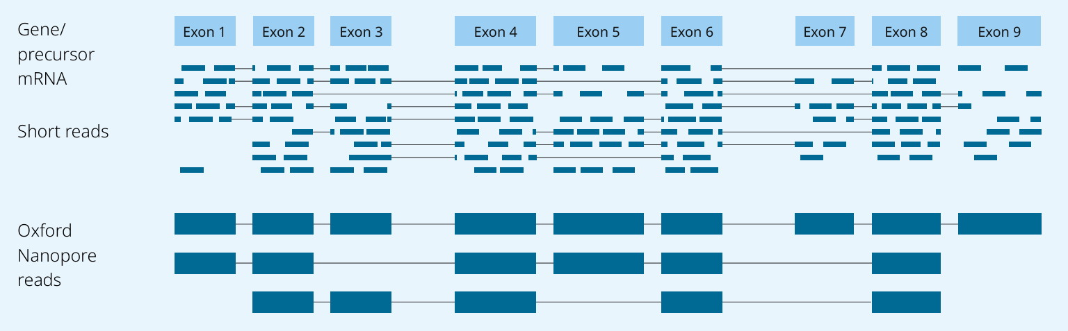 How Does ONT Long-Read Transcriptomics Reveal Elusive Disease Regulatory Mechanisms?