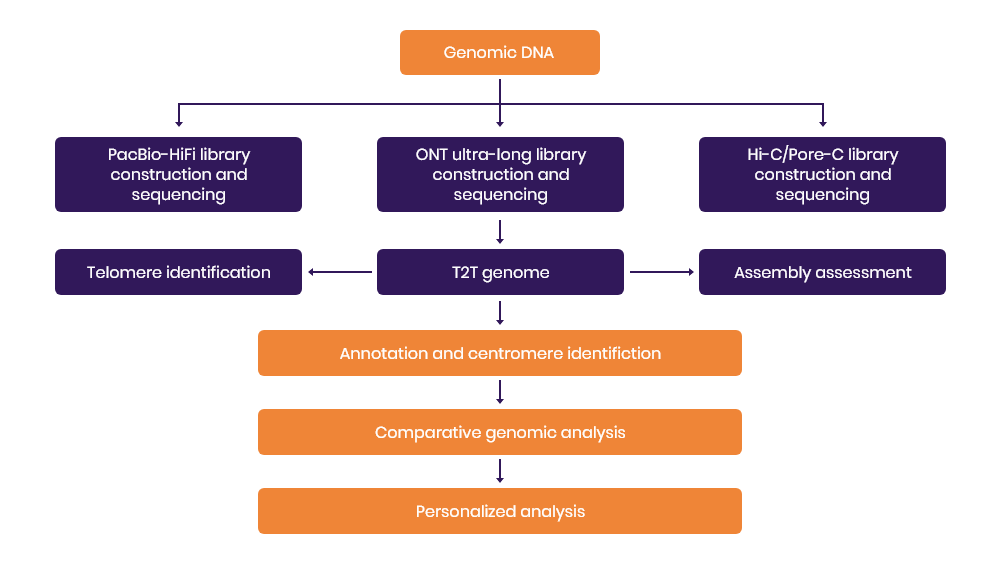 Telomere-to-Telomere (T2T) Genome.png